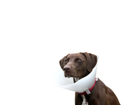 Brown dog with ruff on white backgroundの写真素材
