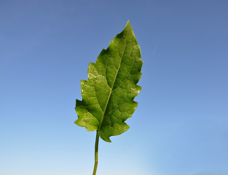 Green leafの写真素材