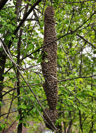 Swarm of beesの写真素材