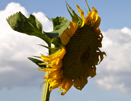 Sun flower at blue skyの写真素材