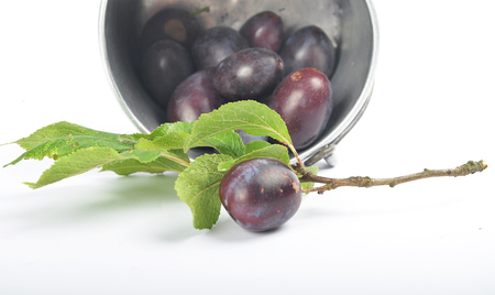 Plums with twig and leaves out of tin bucketの写真素材