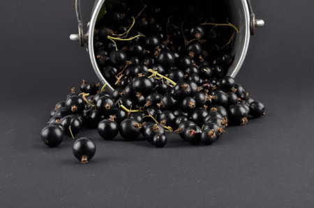 Blackcurrant with tin bucket on black backgroundの写真素材