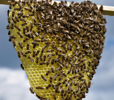Natural comb with bees