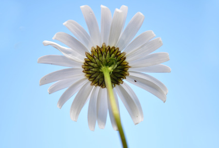 Oxeye daisy at blue sky