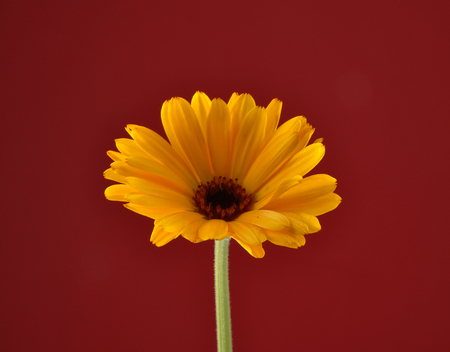 Common marigold on red backgroundの写真素材