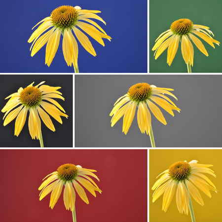 Collage yellow coneflower on backgroundの写真素材