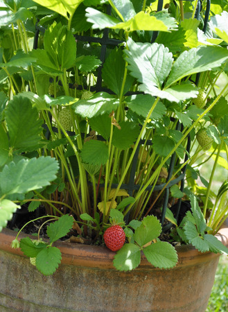Strawberry plant with fruit in potの写真素材