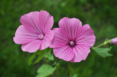 Annual mallow in garden