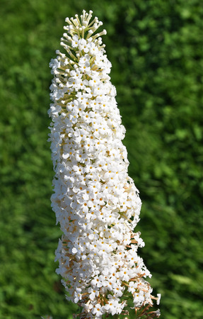 Flower of the butterfly-bush in garden
