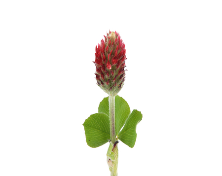 Crimson clover on white backgroundの写真素材