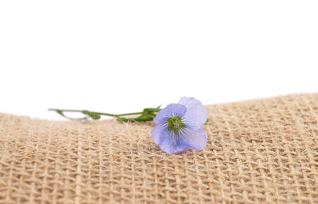 Common flax on jute