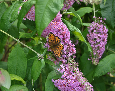 Inflorescence of a butterfly bush with Speyeria aglaja
