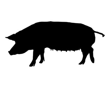 Black silhouette of a Bentheim Black Pied pig on whiteのイラスト素材
