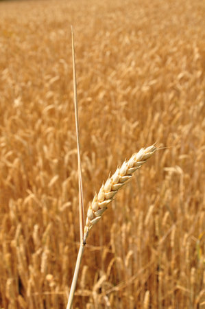 Fully ripe field of wheat with ear of wheat in the foregroundの写真素材