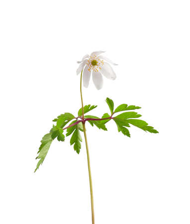 Bloom of wood anemone isolatedの写真素材
