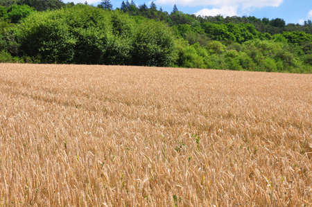 Fully ripe field of wheat with green corridorの写真素材