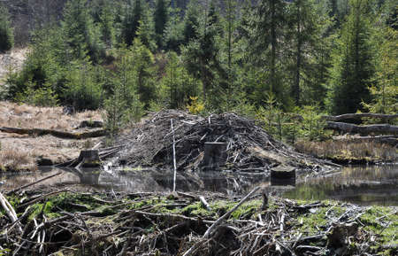 Beavers lodge at pent up water near Frauenauの写真素材