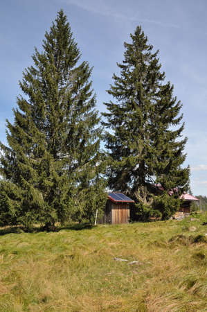 Lost Schachten with wooden hut and Carex brizoidesの写真素材
