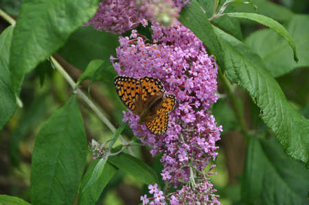 Inflorescence of a butterfly bush with Speyeria aglajaの写真素材