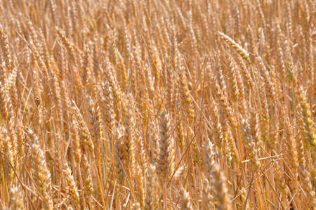 Fully ripe field of wheatの写真素材