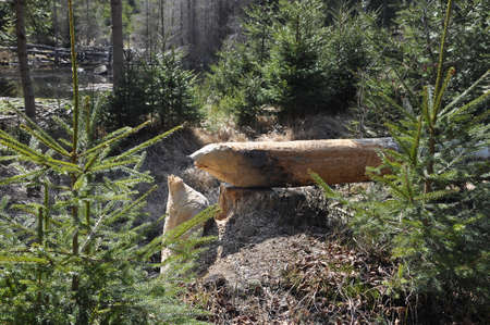 Felled tree from beaver near Frauenau