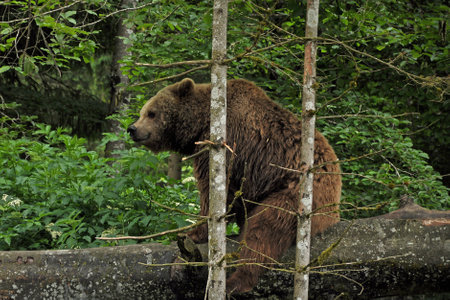 Brown bear in Cumberland Wildlife Park Grの写真素材