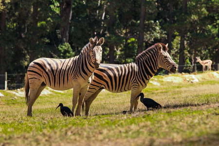 Two South African Hadeda birds hide from the sun in the shadows of a pair of Zebraの写真素材