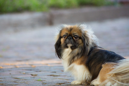 A Brown and Black Pekingese Dog on a Cobbled Road