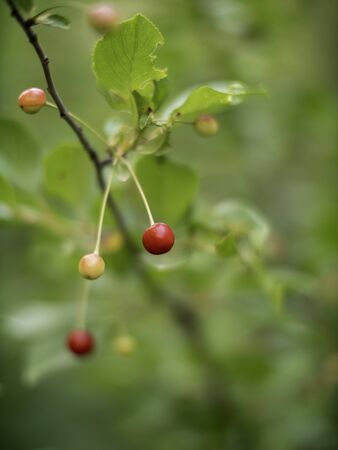 red and yellow berries on a branch with green leavesの写真素材