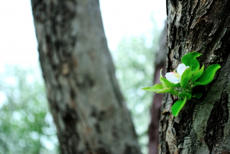 I want to bloom, too  Single apple tree blossom on a trunkの写真素材