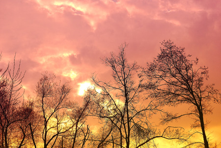 Fantastic Dramatic Pink and Gold Sky Background with Dark Outlines of Treesの写真素材