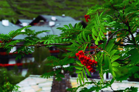 Cluster of Red Ashberries Ripening on a Branch of a Rowan Tree with Village Houses in the Background; shot in Zermatt, Switzerlandの写真素材