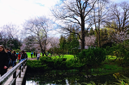 Moscow Russia  May 04 2015  Japanese Garden in the Botanical Garden Moscow Russia in the period of cherry tree sakura blossomingのeditorial素材