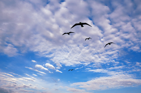 Sea Gulls in Flight against the Background of a Blue Sky and White Clouds (following a boat)の写真素材