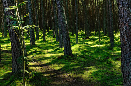 Northern Forest in Summer with Shadowy Trunks of Pine-Trees and Green Mossy Ground Lit by Sun Light