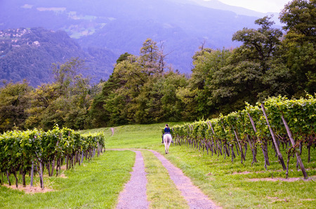 Vineyard in Swiss Rhine Valley, with Grapes Ripening Early in September - in Jenins Municipality (Landquart District, Maienfeld Circle, Canton of Graubünden, Switzerland). Mountains in the Distance. Person Riding a Horse on a Road from Jenins to Maienfeldの写真素材