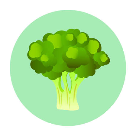 Fresh green broccoli on pale green circle in white background.のイラスト素材