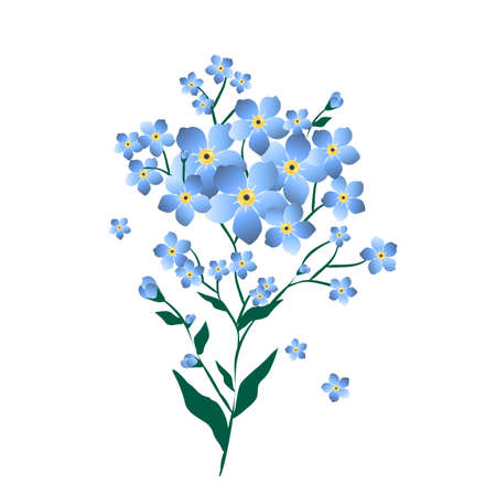 Blue floral illustration with forget-me-not on white background. Blooming botanical clipart isolated.のイラスト素材