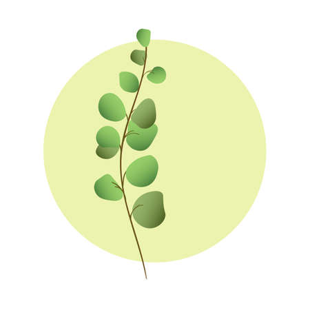 Green eucalyptus branch in circle. Minimalist herbal design.のイラスト素材
