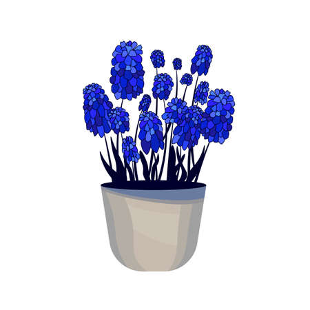 Blue spring blooming hyacinthus in flowerpot in white background. Home plant in bowl isolated.のイラスト素材