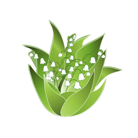 Blooming springtime convallaria flowers with green leaves. May-lily valley isolated in white background.のイラスト素材