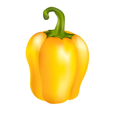 Pepper yellow in realism style vector illustration isolated on white background.のイラスト素材