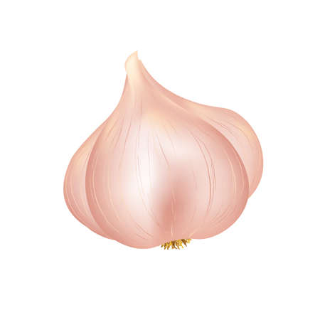 Garlic in realism isolated on white background. Flavoring vector illustration.のイラスト素材