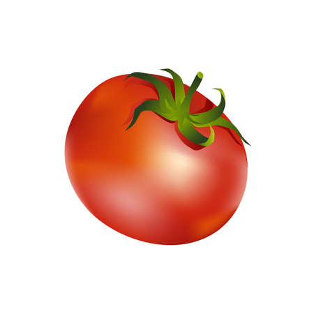 Tomato vector illustration isolated on white background.のイラスト素材