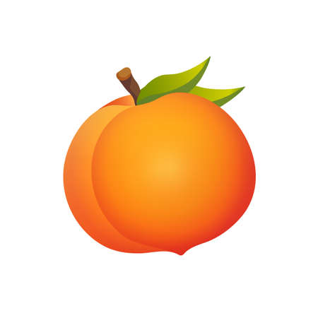 Juicy orange colored big peach with leaves vector summertime illustration isolated on white background.のイラスト素材