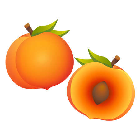Sweet whole and half of peaches with leaf vector illustration isolated on white background.のイラスト素材