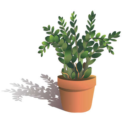 Homeplant Zamioculcas, Caladium zamiaefolium vector illustration. Money dollar tree isolated on white background.のイラスト素材