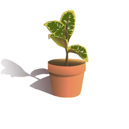 Houseplant Ficus elasticum. Vector botany greenery illustration. Natural decorative leaf in brown ceramic flowerpot isolated on white background.のイラスト素材
