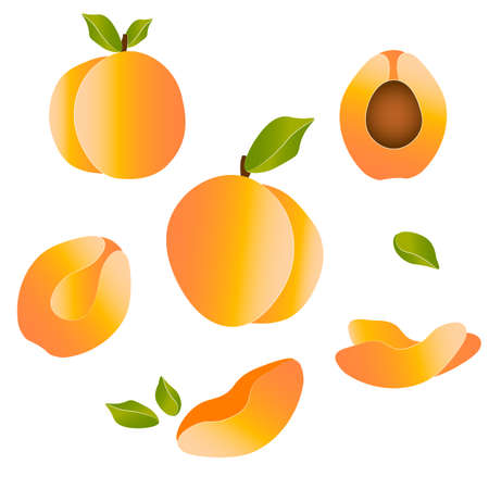 Juicy peach parts collection vector illustration. Orange colored halves of fruits with leaves in set isolated on white background.のイラスト素材