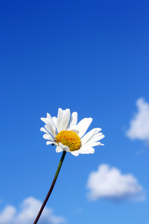 camomile over the blue sky backgroundの写真素材
